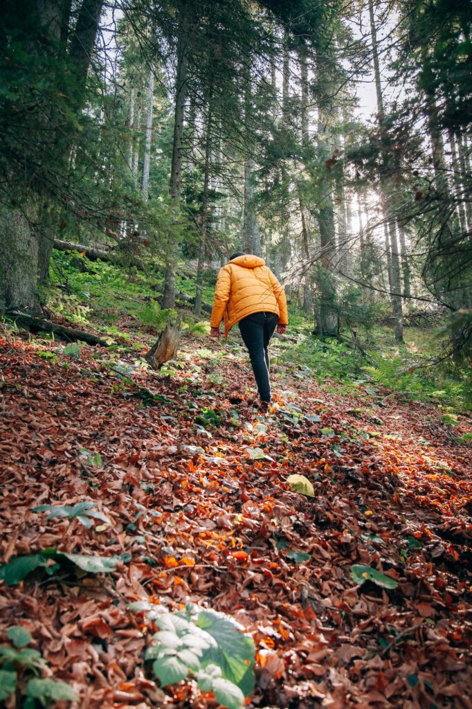 Hiking in the forest